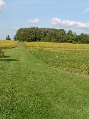 Large Field Leading To Trails